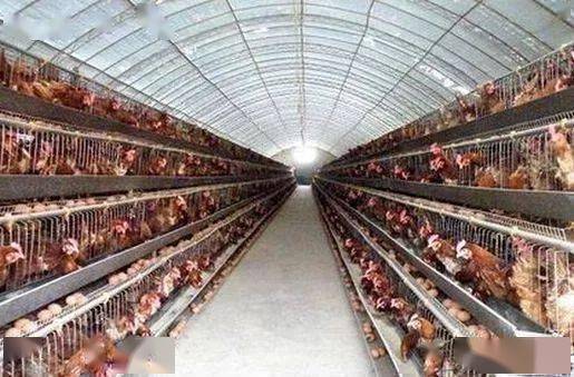 雞群熱應(yīng)激的常態(tài)急救方法與管理策略