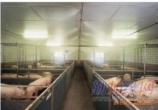 巴馬香豬噴霧消毒降溫與濕度調節設備供應商全解析